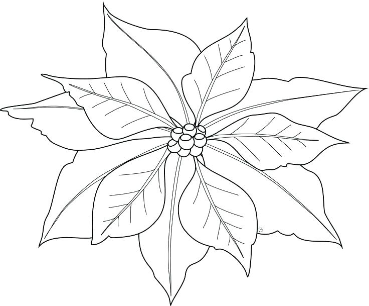 736x609 Poinsettia Coloring Sheet Joandco.co