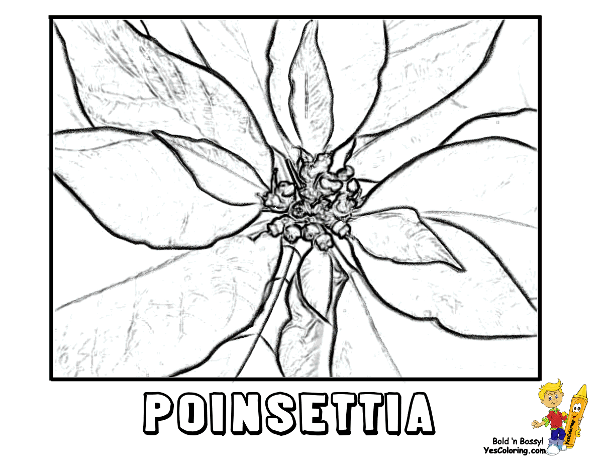 1200x927 Christmas Flowers Coloring Pages