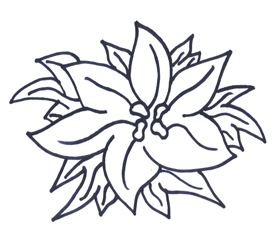 550x502 Christmas Poinsettia Coloring Pages Learn To Coloring
