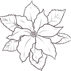300x300 Image Result For Poinsettia Drawing Coloring