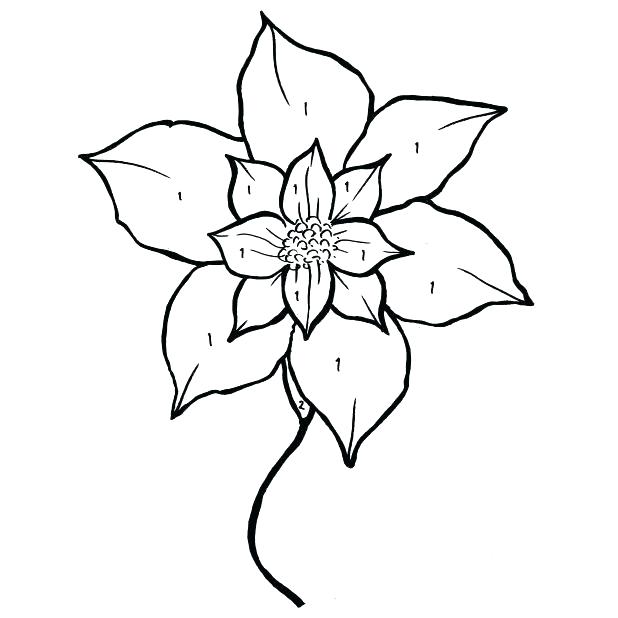 618x618 Poinsettia Coloring Pages Drawing Of Poinsettia Coloring Page