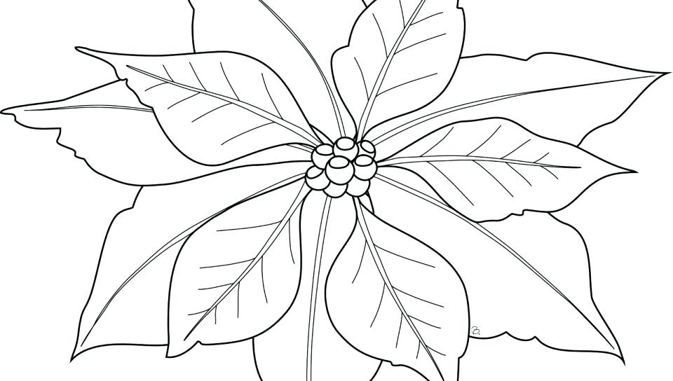 960x544 Poinsettia Coloring Pages Poinsettia Coloring Page To Print