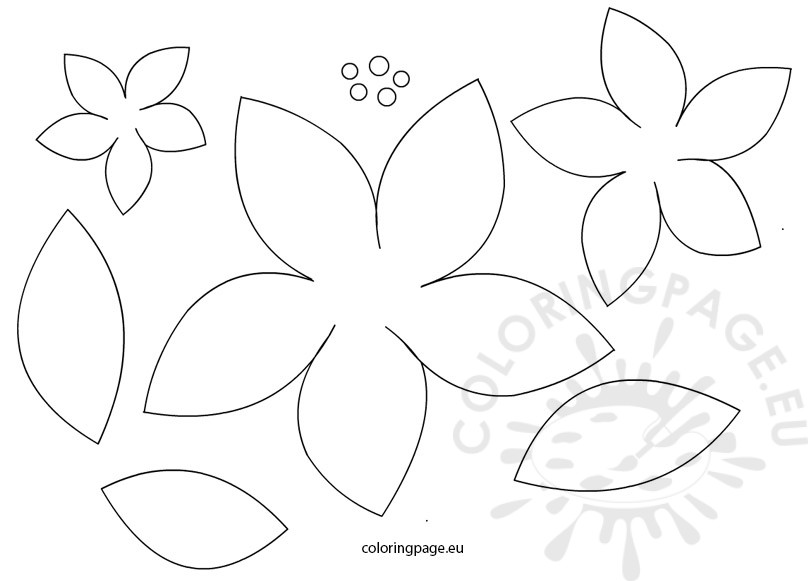 808x581 Poinsettia Flowers Patterns Coloring Page