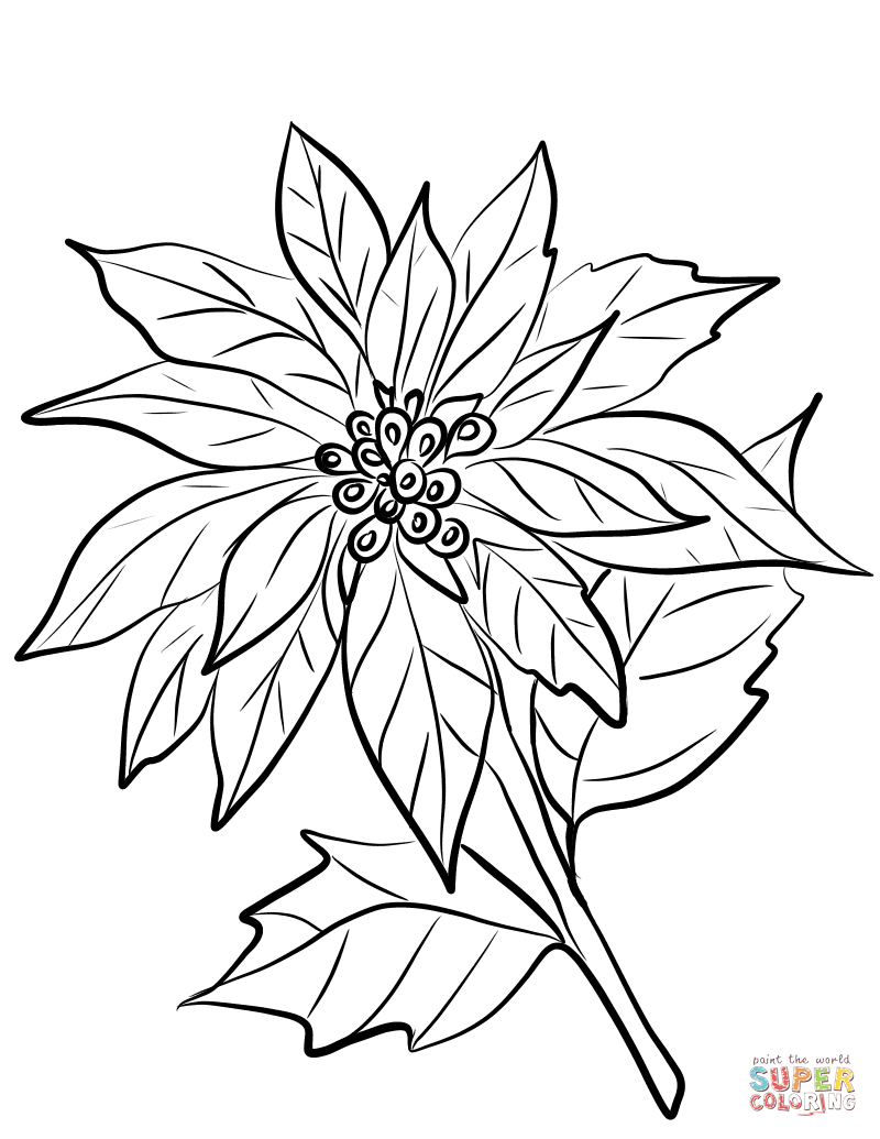 800x1035 Poinsettia Coloring Pages Free Coloring Pages