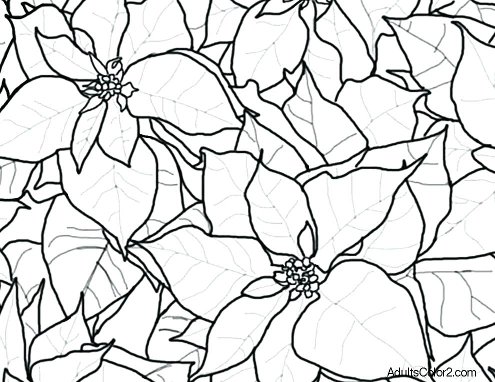 990x765 Poinsettia Coloring Pages Cortefocal.site