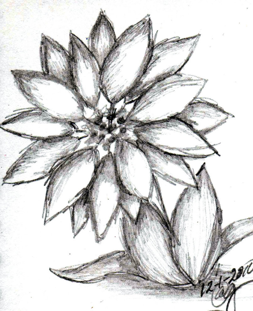 806x991 Sketch Poinsettia By Mugwart The Orc