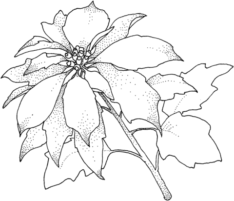480x412 Poinsettia Christamas Flower Coloring Page Free Printable