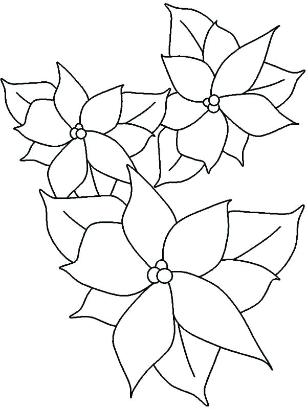 600x800 Poinsettia Coloring Pages Affan