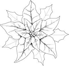 Poinsettia Drawing Outline at GetDrawings | Free download