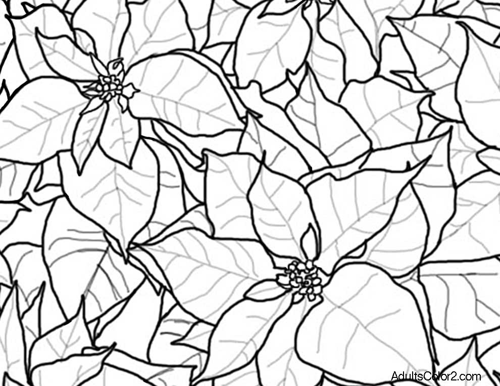 990x765 Flower Coloring Pages Beautiful Blossoms