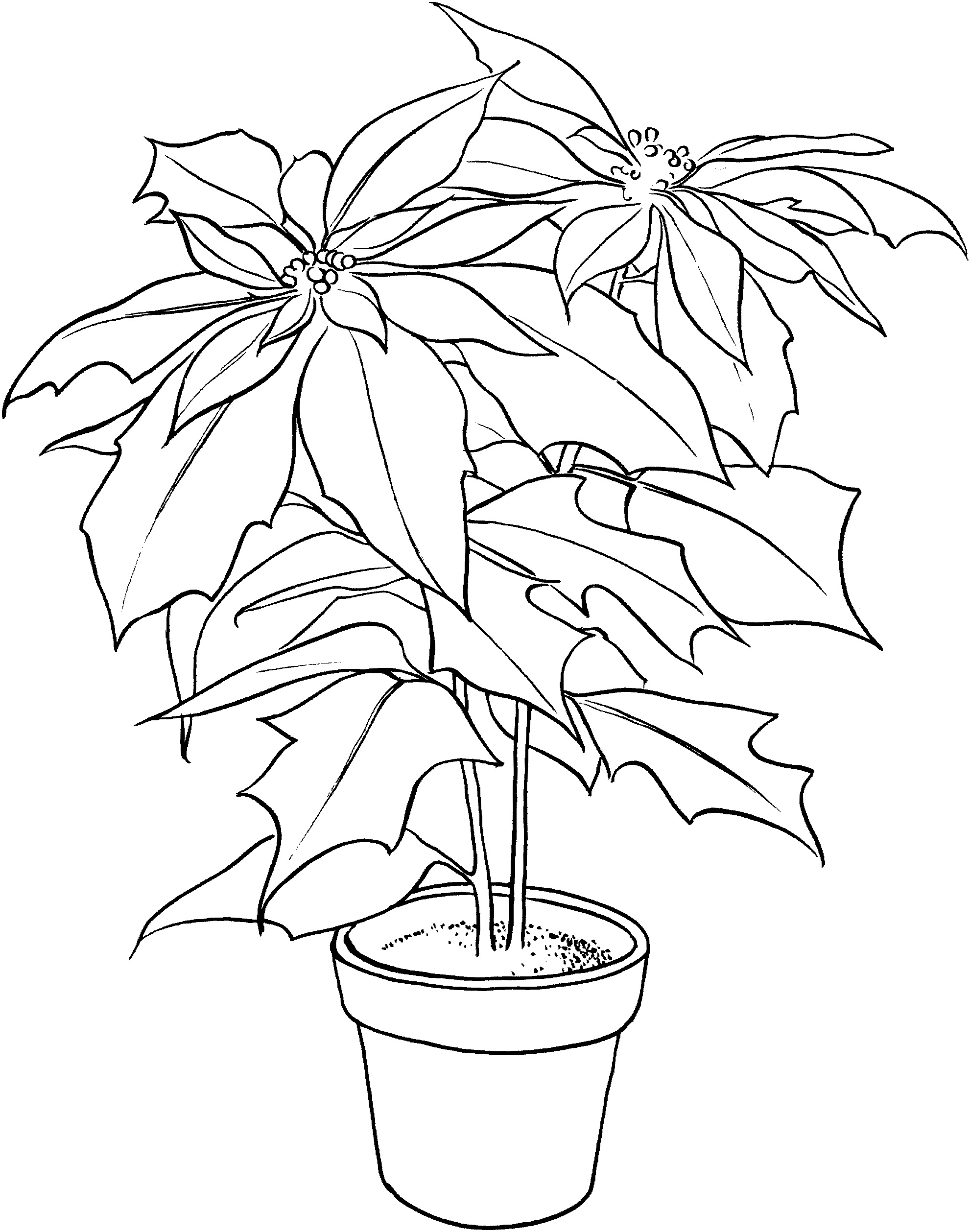 1981x2516 Free Printable Poinsettia Coloring Pages For Kids