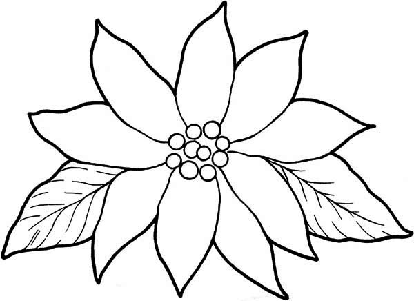 600x436 Gorgeous Poinsettia Flower Coloring Page