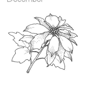 300x300 How To Draw Poinsettia Coloring Page Color Luna