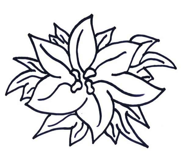 600x548 New Years Eve Celebration With Poinsettia Flower Coloring Page