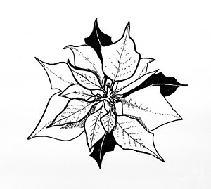300x269 Poinsettia Drawings