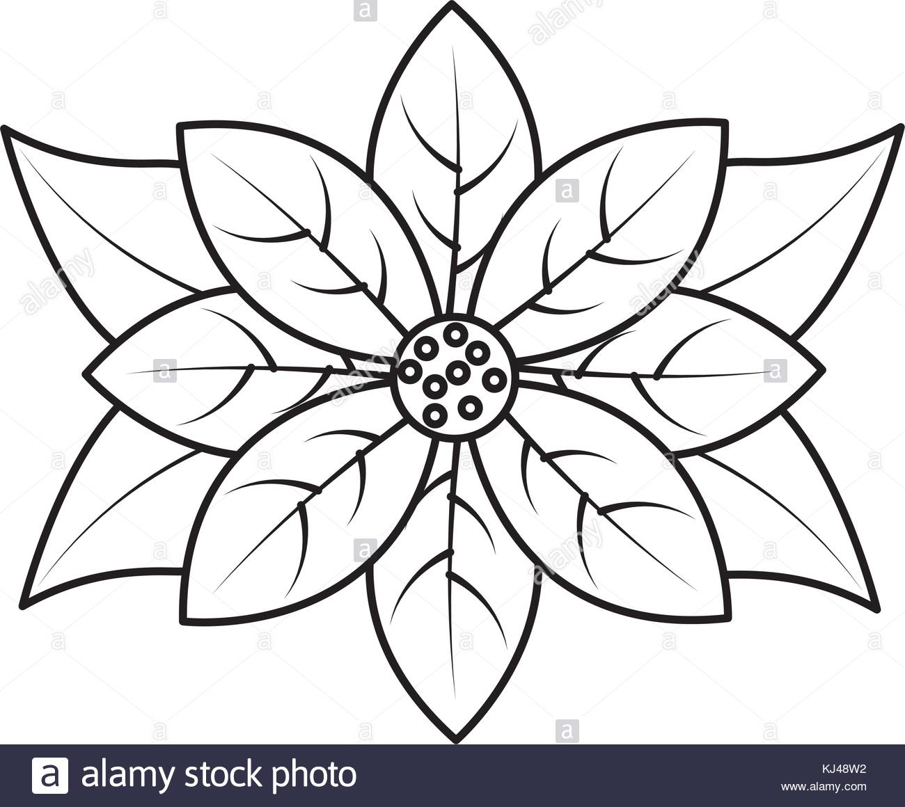 1300x1160 Poinsettia Plant Black And White Stock Photos Amp Images
