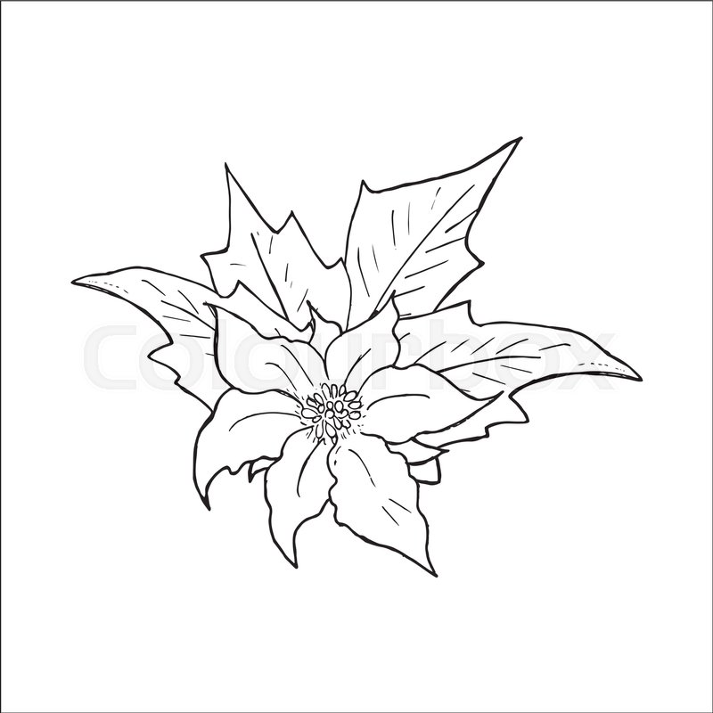 800x800 Poinsettia Flower Hand Drawn Icon, Outline Sketch Doodle. Vector