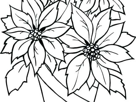 440x330 Poinsettia Coloring Pages Affan