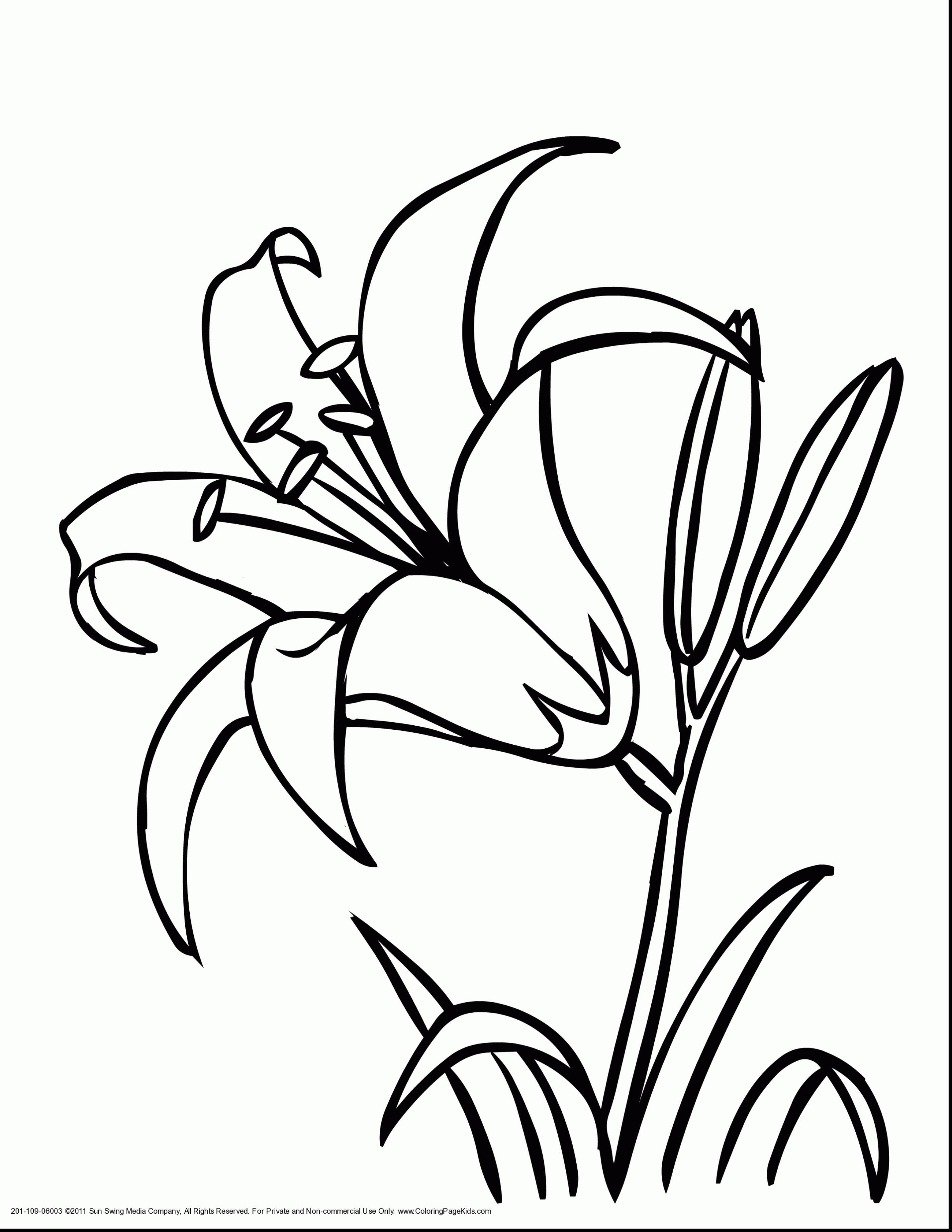 2805x3630 Coloring Pages Tropical Flowers On How To Make Poinsettia Flower