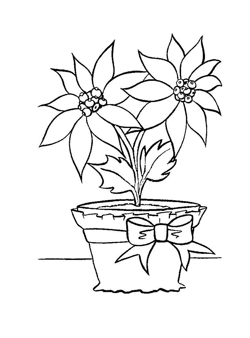 816x1104 Free Printable Poinsettia Coloring Pages For Kids