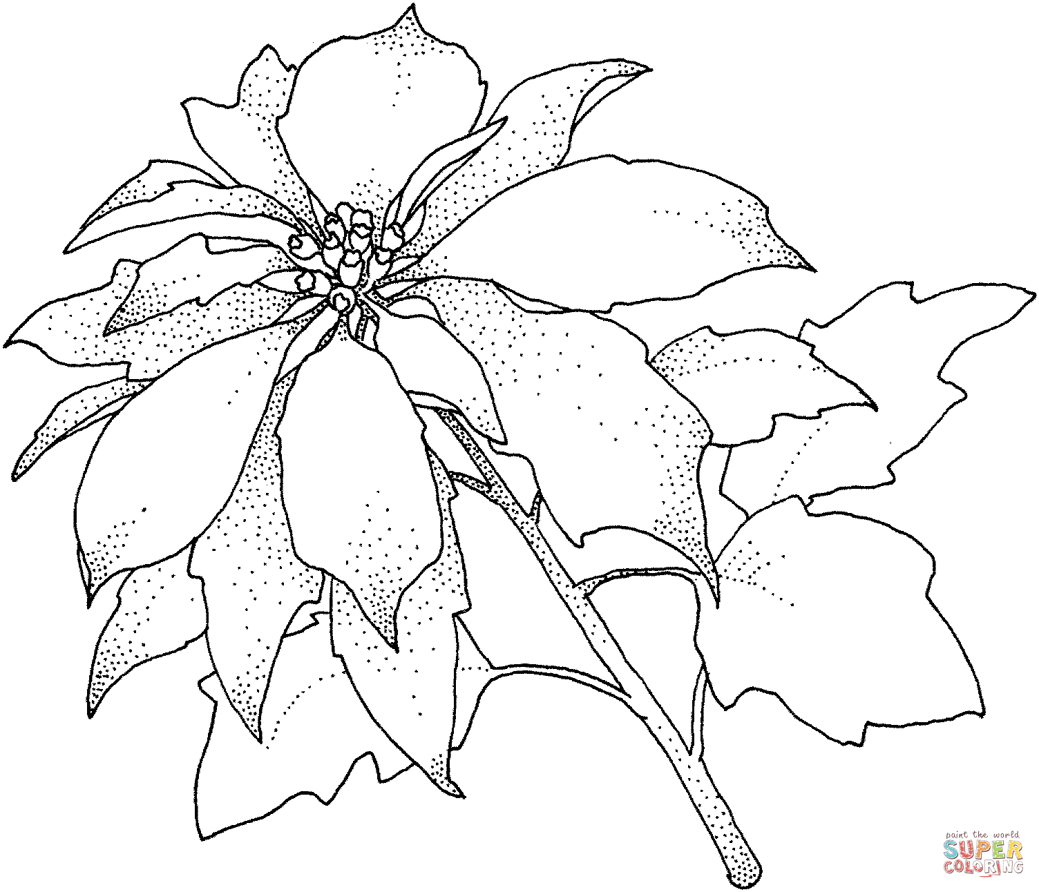 1504x1292 Poinsettia Christamas Flower Coloring Page Free Printable