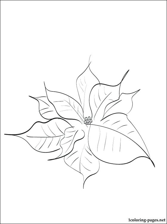 560x750 Poinsettia Coloring Sheet Drawing Of Poinsettia Coloring Page