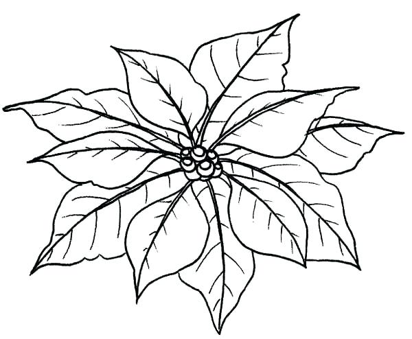 600x494 Poinsettia Coloring Sheet Leaves Of Poinsettia Coloring Page