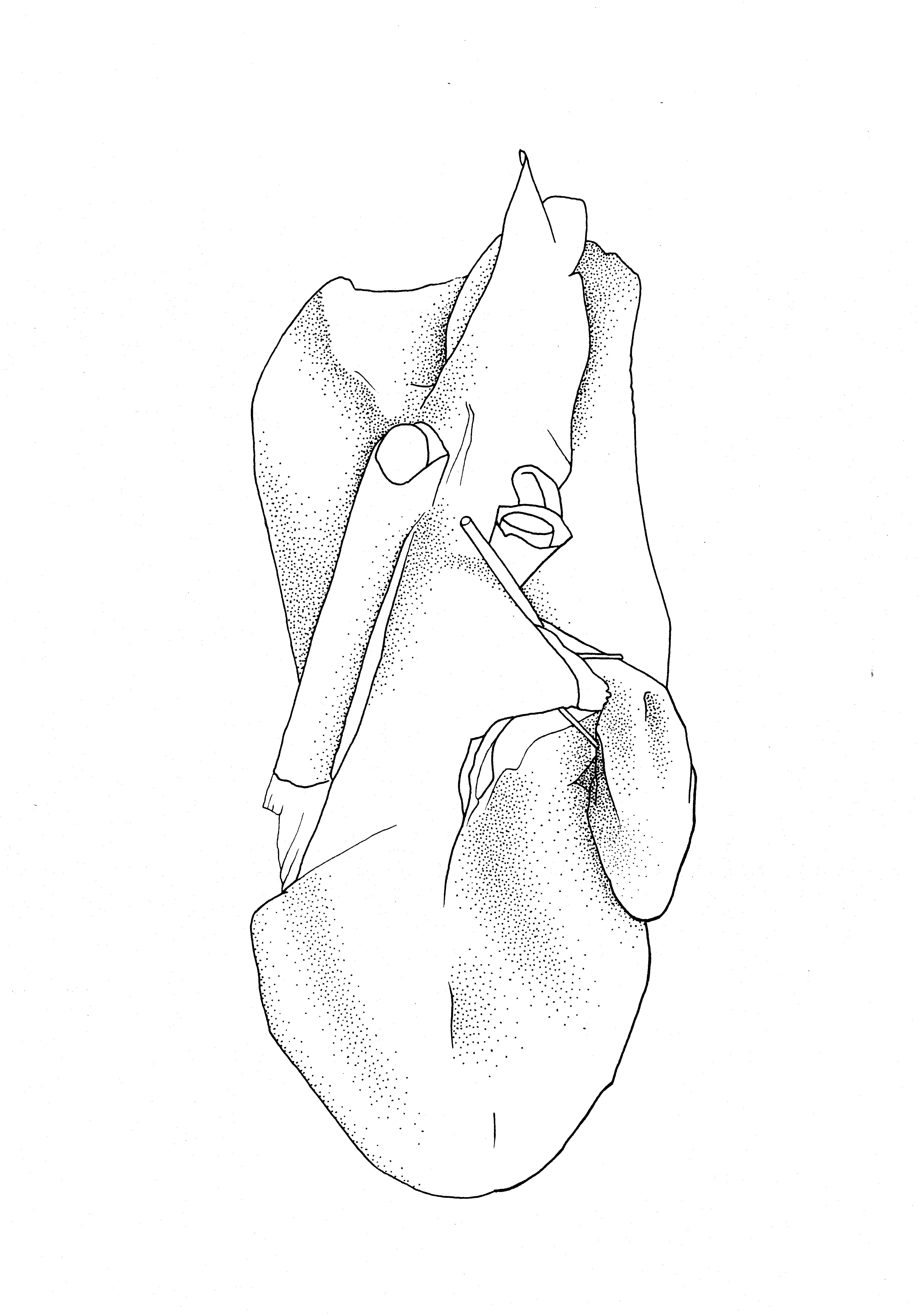 4098x5856 Anatomical Drawing Bovine Liver