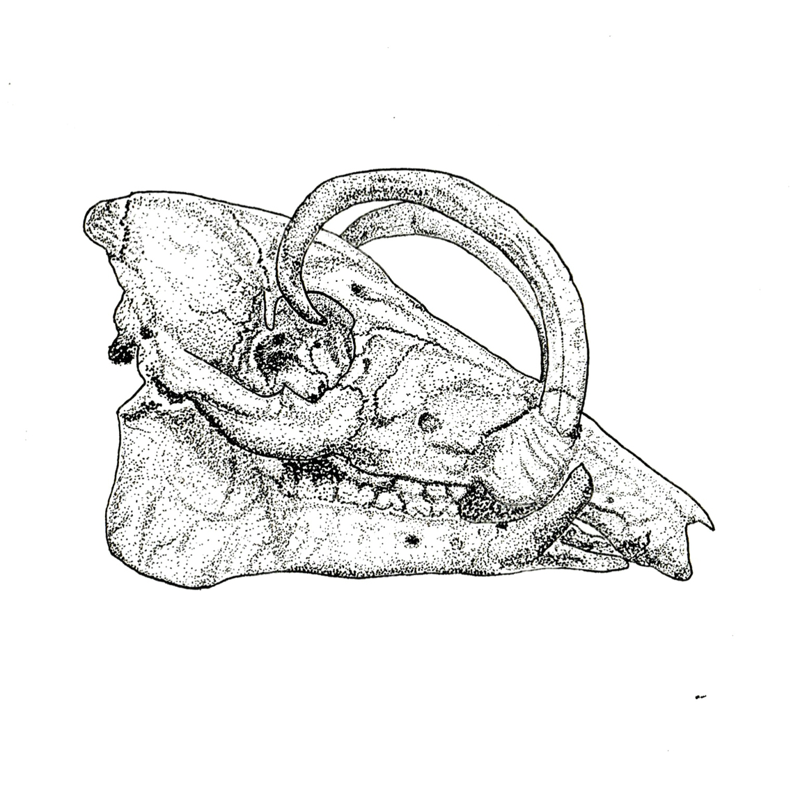 1136x1136 Pointillism Pig Skull, Pigma Micron