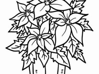 320x240 Legend Of The Poinsettia Coloring Page
