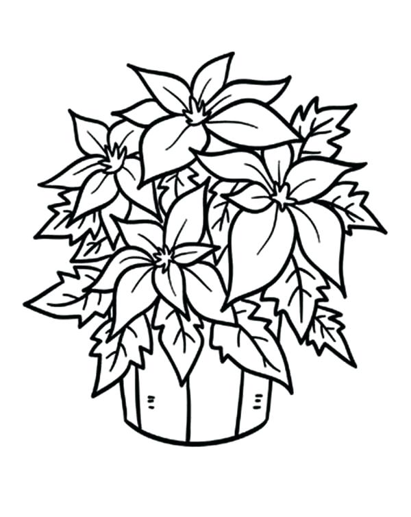 600x754 Poinsettia Coloring Sheet Drawing Of Poinsettia Coloring Page