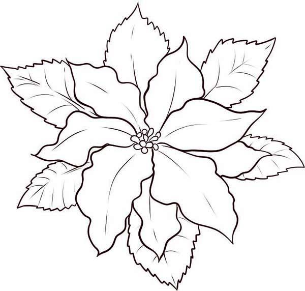 600x572 Poinsettia Coloring Page