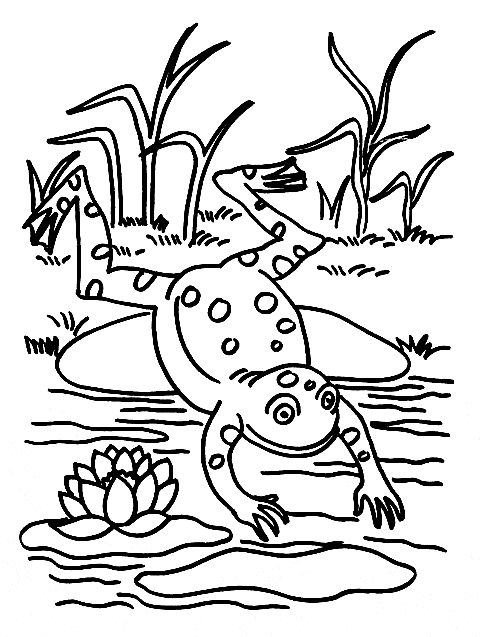 480x637 Poison Dart Frog Coloring Page
