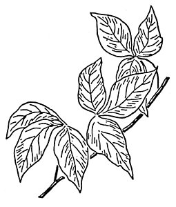 255x300 Poison Ivy Drawings Fine Art America