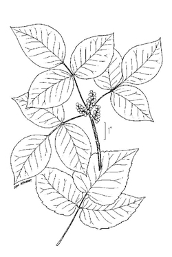 250x374 Poison Ivy