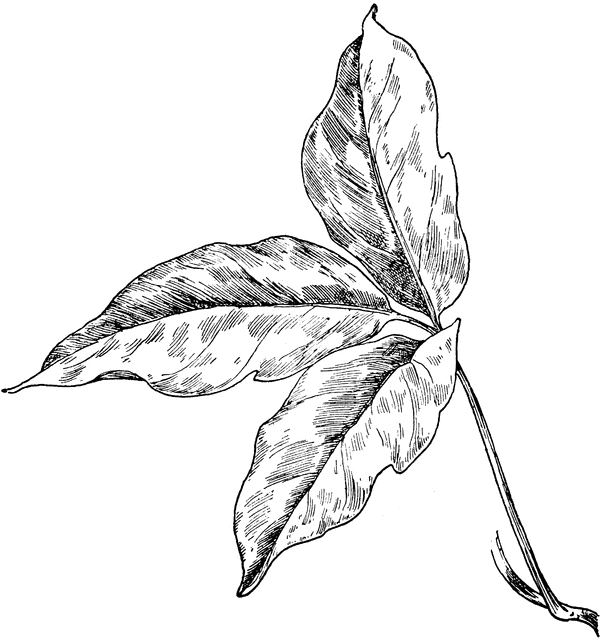 602x640 Poison Ivy Clipart Etc