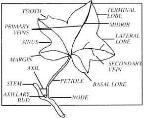 291x240 The American Ivy Society, Inc.