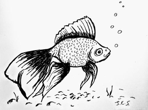 500x373 Uncomfortable Fish Tumblr