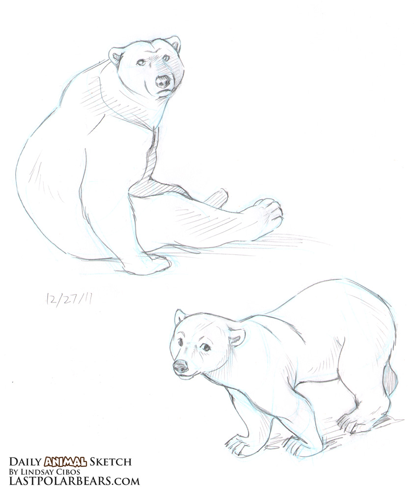 843x1000 Daily Animal Sketch Grizzly And Polar Bears Last Of The Polar