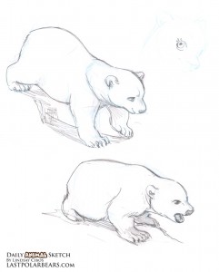 241x300 Daily Animal Sketch 077 Poses Sketches, Polar Bear