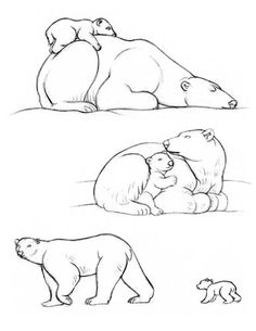 236x305 How To Draw A Bear Outline Drawings, Outlines And Bears