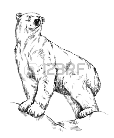373x450 Polar Bear Stock Photos. Royalty Free Business Images