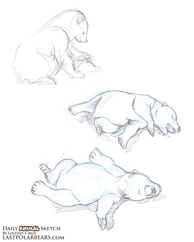 762x950 The Last Of The Polar Bears