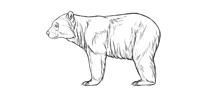 700x296 Bear To Draw Koala Bear Drawings