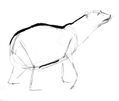 412x350 How To Draw A Polar Bear