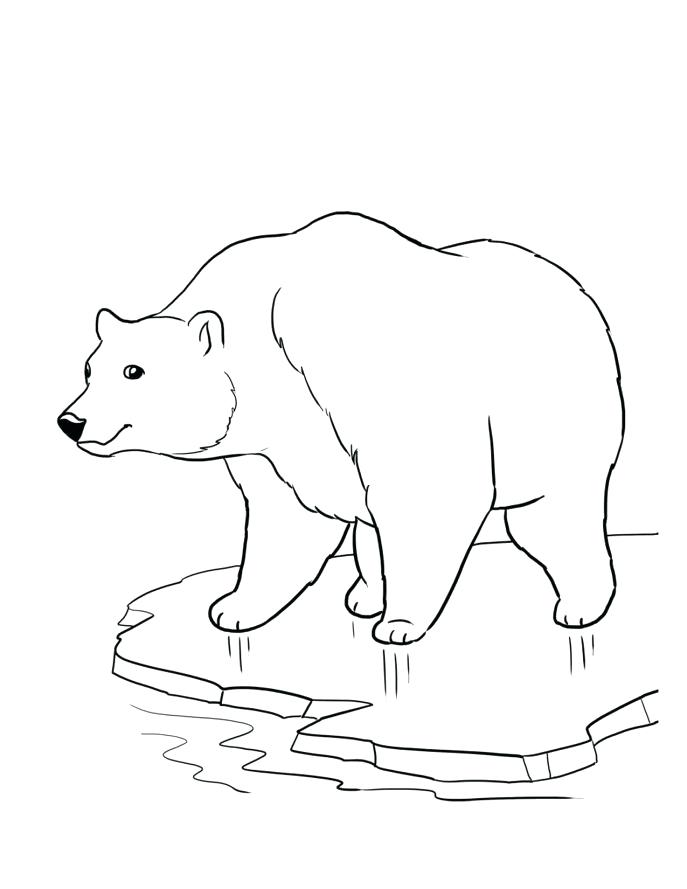 687x889 Medium Size Of Coloring Pages Draw A Polar Bear Amazing Elegant