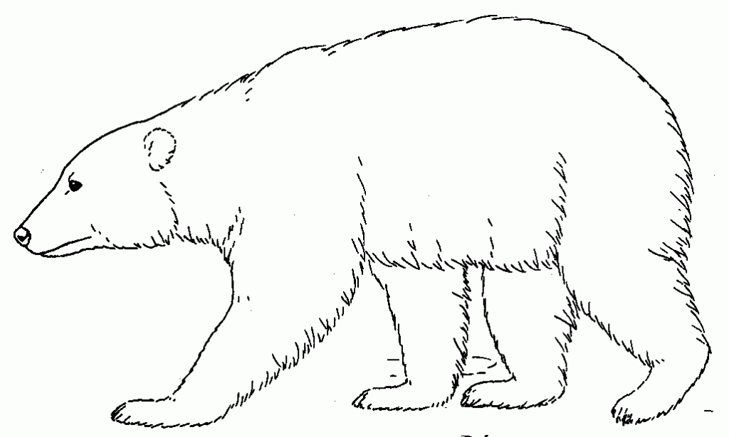 1024x615 Polar Bear Clipart Black And White