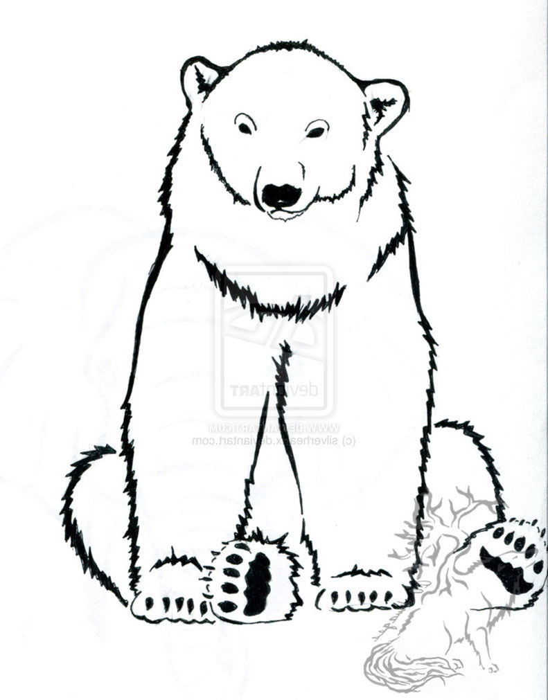 791x1011 Polar Bear Drawing