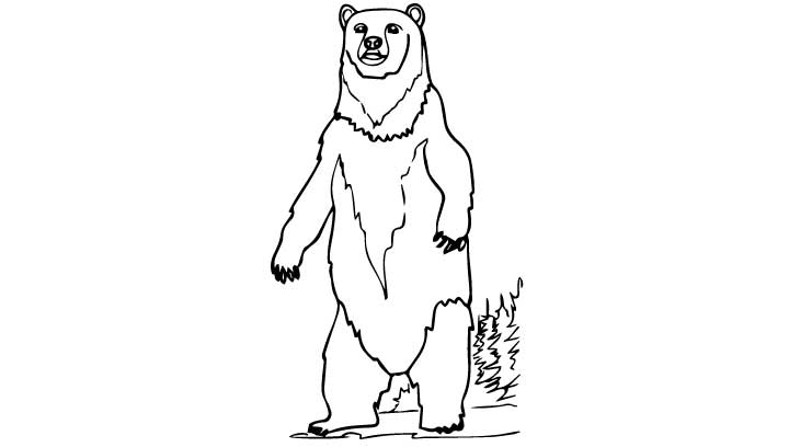 720x408 Polar Bear Standing Drawing