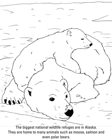 383x480 Polar Bears Coloring Page Free Printable Coloring Pages